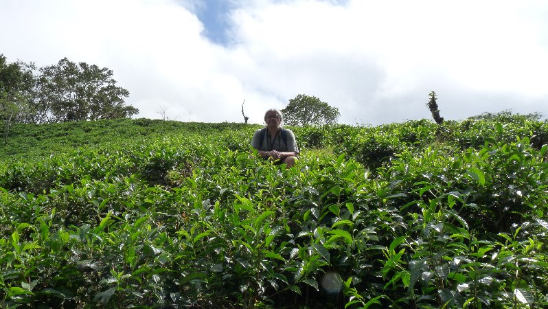 053_Tea Plantation