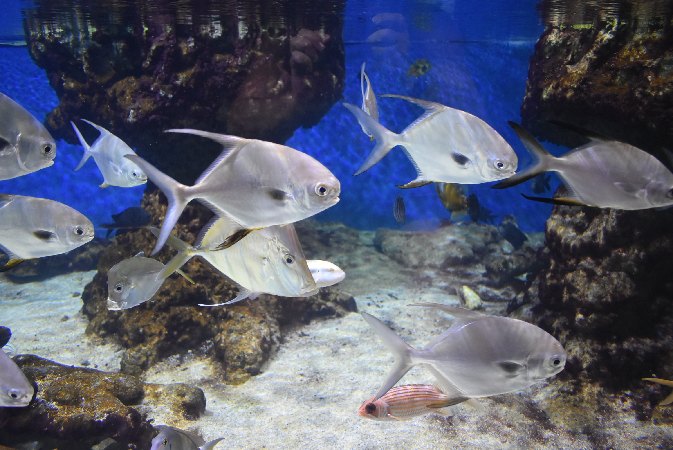174.Guad_Le Gosier-Aquarium de la Guadeloupe