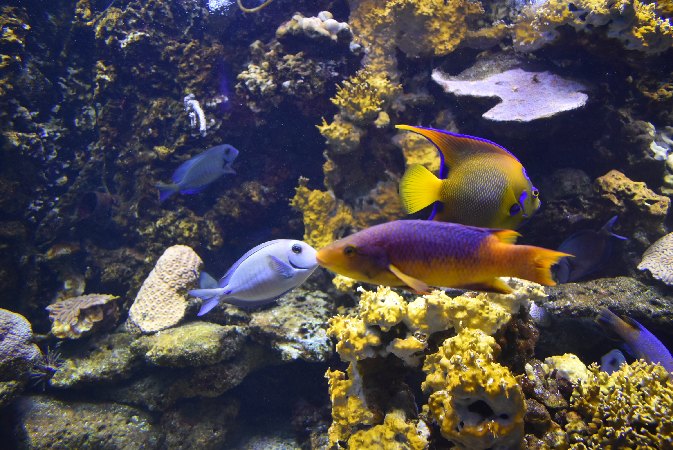 175.Guad_Le Gosier-Aquarium de la Guadeloupe