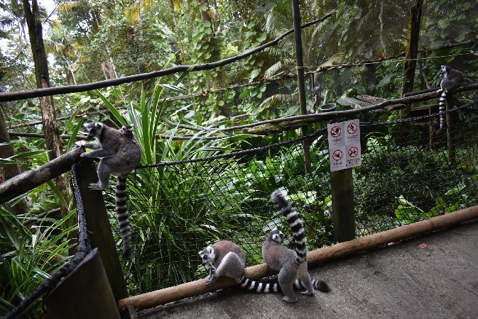 187.Guad_Zoo de Guadeloupe