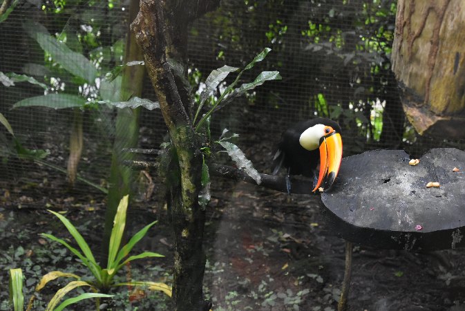 190.Guad_Zoo de Guadeloupe