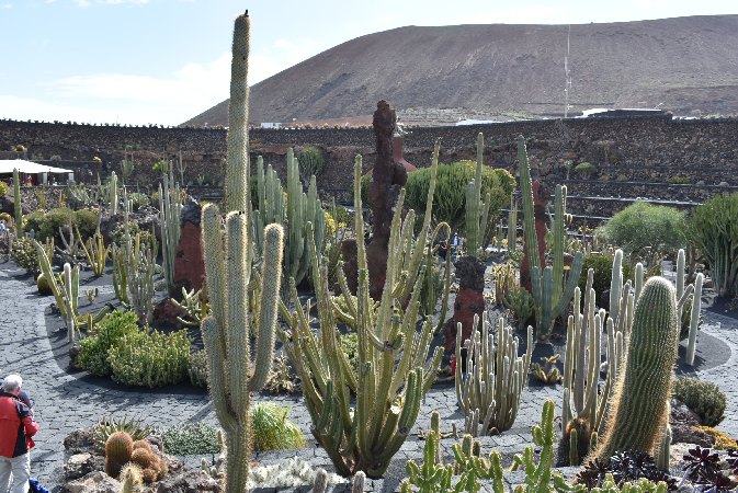 032.Guatiza-Jardín de Cactus