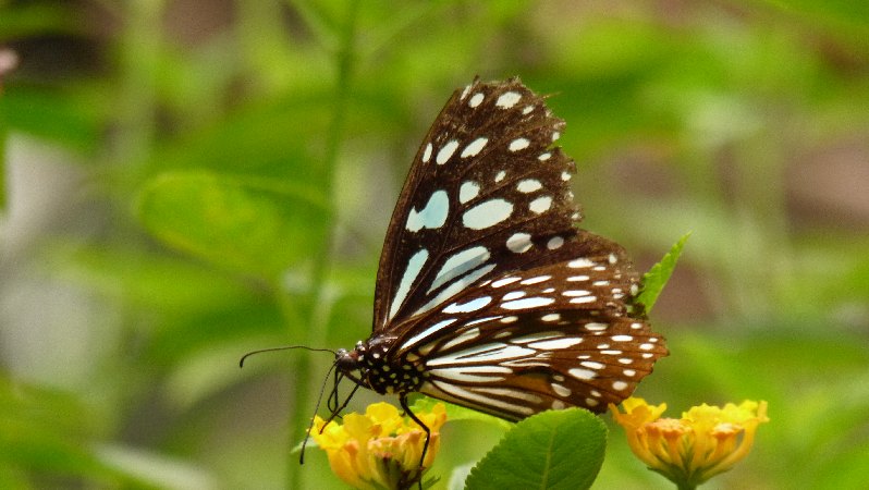 198_LuaPrab_Butterfly Park