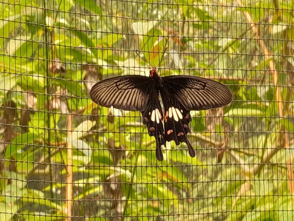 199_LuaPrab_Butterfly Park