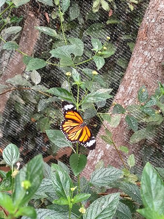 200_LuaPrab_Butterfly Park