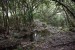 043_Le Niol-Mare aux Cochons Trail