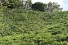 052_Tea Plantation