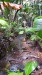 094_Praslin-Vallée de Mai