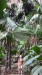 097_Praslin-Vallée de Mai