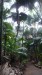 098_Praslin-Vallée de Mai