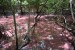 047.Mart_Mangrove Rose de Trinité