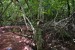 048.Mart_Mangrove Rose de Trinité