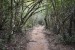 052.Mart_La Caravelle-Petit Sentier Mangrove