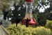 113.Mart_Jardin de Balata