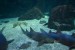 176.Guad_Le Gosier-Aquarium de la Guadeloupe