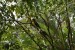 235.Guad_Jardin botanique de Deshaies
