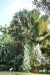 242.Guad_Jardin botanique de Deshaies