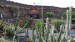 035.Guatiza-Jardín de Cactus