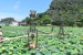 175_Vie_NinhBinh-Lotus Lake Board Walk