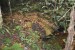 207_LuaPrab_Tad Thong Waterfall